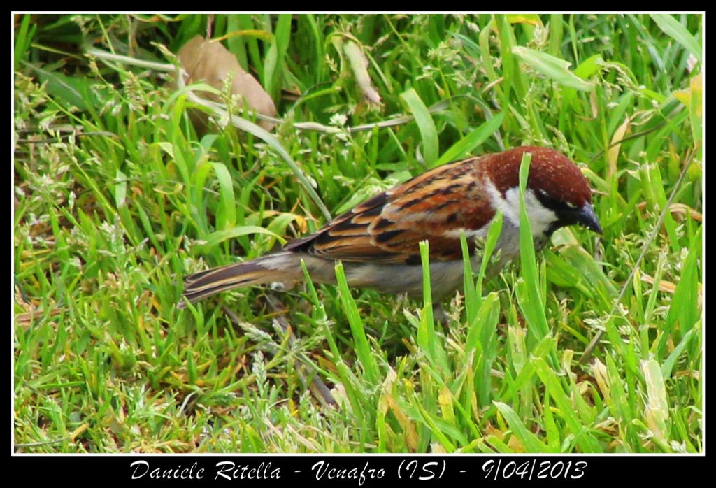 Passero italiano: cura della prole? E sono monogami?